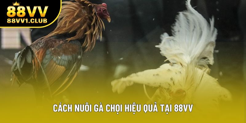 Cách nuôi gà chọi hiệu quả tại 88VV