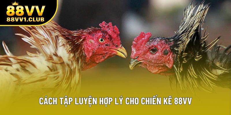 Cách tập luyện hợp lý cho chiến kê 88VV