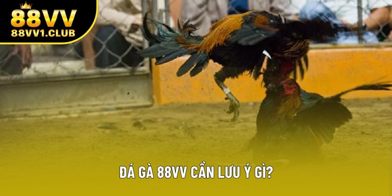 Đá gà 88VV cần lưu ý gì?