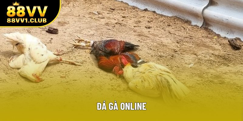 Đá Gà Online - Hình Thức Giải Trí Hấp Dẫn Tại 88VV