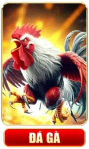 88vv đá gà