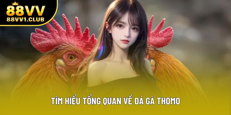 Tìm hiểu tổng quan về đá gà thomo Tìm hiểu tổng quan về đá gà thomo