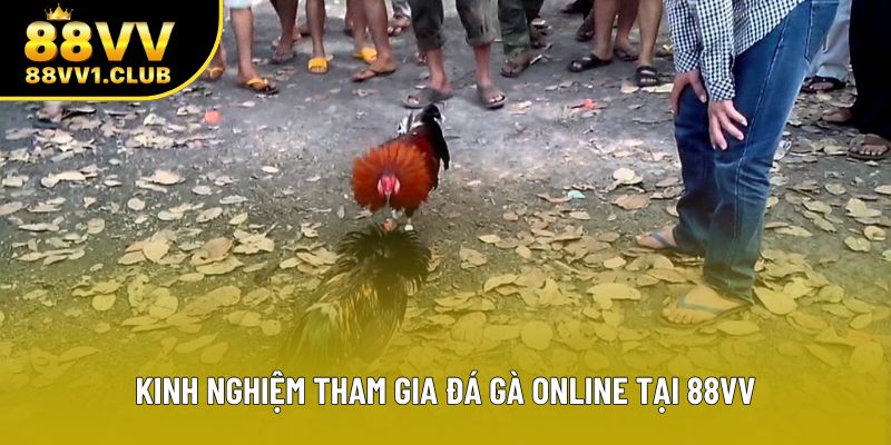 Kinh nghiệm tham gia đá gà online tại 88VV