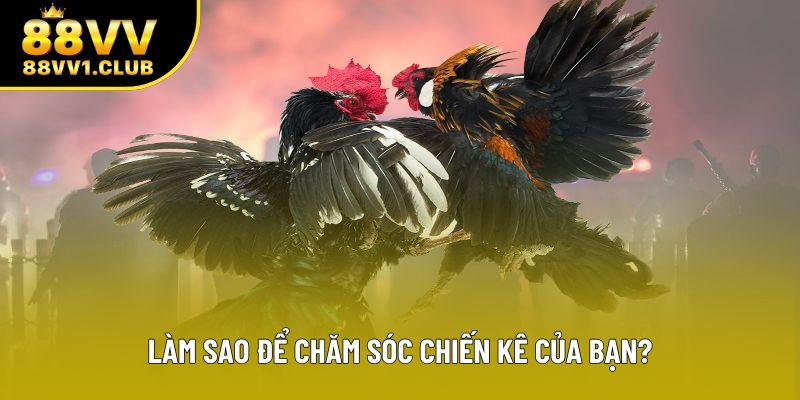Làm sao để chăm sóc chiến kê của bạn?