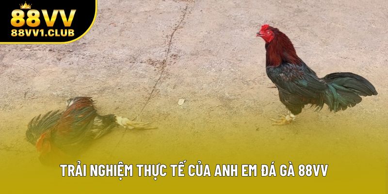 Trải nghiệm thực tế của anh em đá gà 88VV
