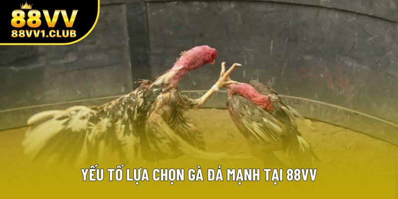 Yếu tố lựa chọn gà đá mạnh tại 88VV